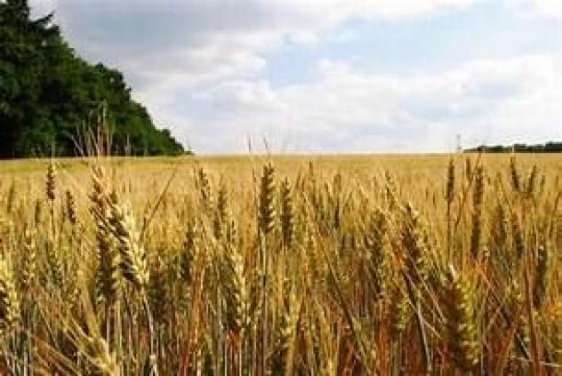 OSTERIA NUOVA VENDESI 5,5 HT DI TERRENO AGRICOLO IN BELLA POSIZIONE