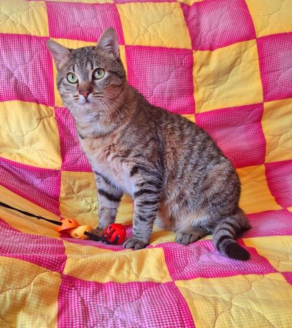 Dolcissimo gattino di soli 6 mesi - Foto 3