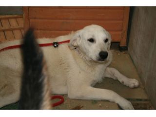 BYRON, dolce e coccolone