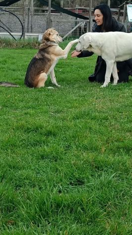 CALLAS DELIZIOSA CAGNOLINA IN ADOZIONE - Foto 8