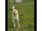 TAKESHI BELLO AFFETTUOSO CANE IN ADOZIONE