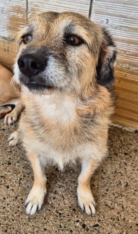 FIAMMETTA 3 ANNI 8/10 KG taglia piccola IN CANILE - Foto 3
