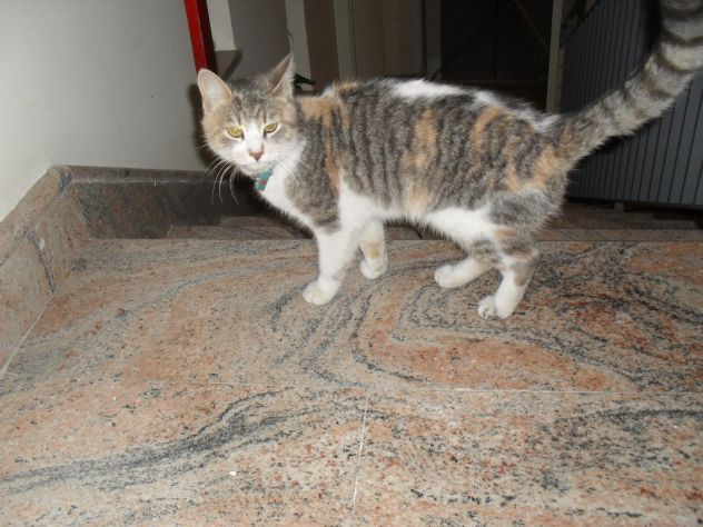 OLIVIA, dolcissima gattina abbandonata - Foto 3