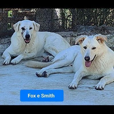 Fox e Smith un futuro da costruire. CANI IN ADOZIONE