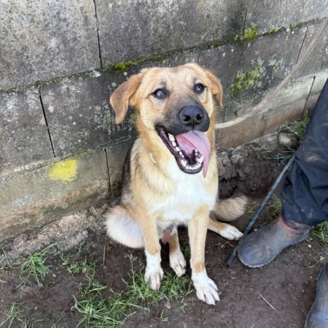 MOCKY ADORABILE CUCCIOLONE IN ADOZIONE - Foto 2