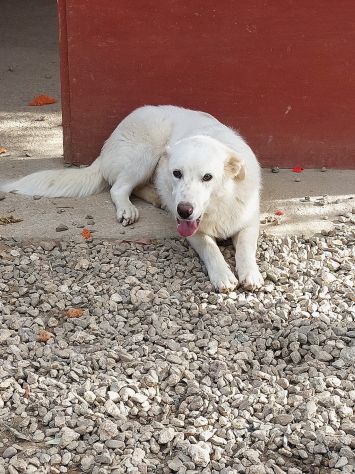 SUN: CANE IN ADOZIONE - Foto 4