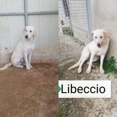 LIBECCIO buonissimo e pacato, aspetta una famiglia, cane in adozione