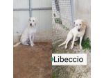 LIBECCIO buonissimo e pacato, aspetta una famiglia, cane in adozione
