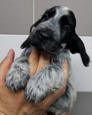 COCKER SPANIEL INGLESE CUCCIOLI STUPENDI - Foto 2