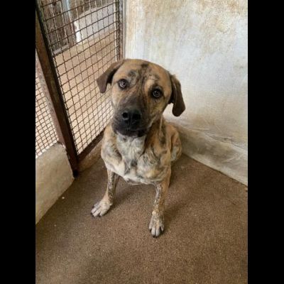 ZEUS SPLENDIDO DERIVATO CORSO, CANE IN ADOZIONE - Foto 3
