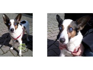 SHEILA, adozione del cuore