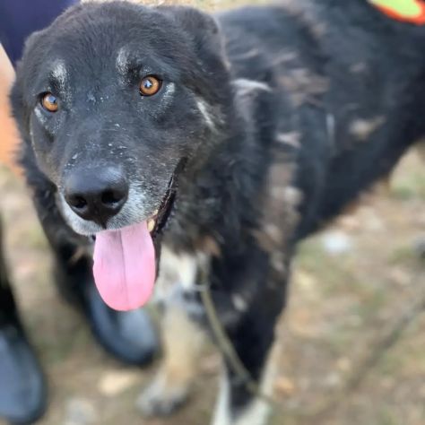 ARES CERCA LIBERTÀ E UNA FAMIGLIA TUTTA SUA SIMIL HUSKY CANE IN ADOZIONE - Foto 2