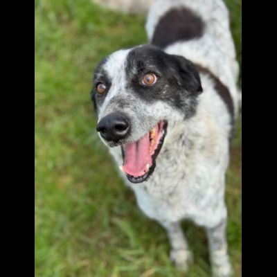 ESCAPE cacciatore di abbracci, CANE IN ADOZIONE - Foto 3