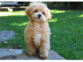 piccoli di maltipoo