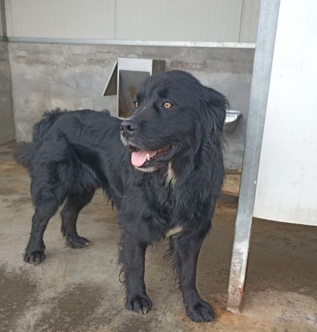 CANE IN ADOZIONE: NADAL, giovane simil terranova. - Foto 10