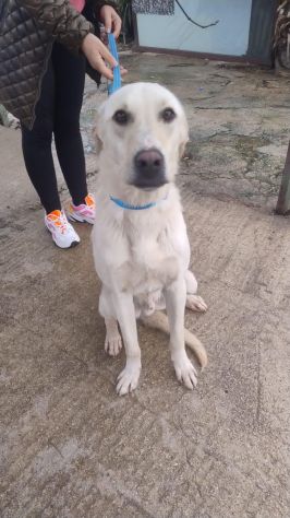 BLANCO , 1 ANNO (8/01/25), TAGLIA MEDIA, PORTATO N CANILE - Foto 2