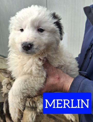 CUCCIOLI 2 MESI taglia media grande IN CANILE - Foto 3