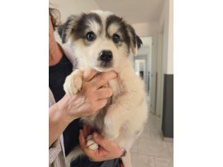 Dolcissima ISAURA aspetta il tuo Amore. Adottala!
