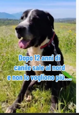 12ANNI DI DURO CANILE..ADOTTATO E RIFIUTATO! MILANO - Foto 4