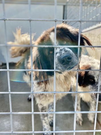 CANE IN ADOZIONE LO SGUARDO DI ORSO - Foto 8