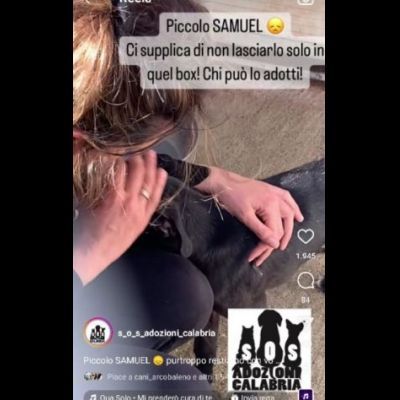 SAMUEL DOLCISSIMO CUCCIOLO IN ADOZIONE - Foto 3