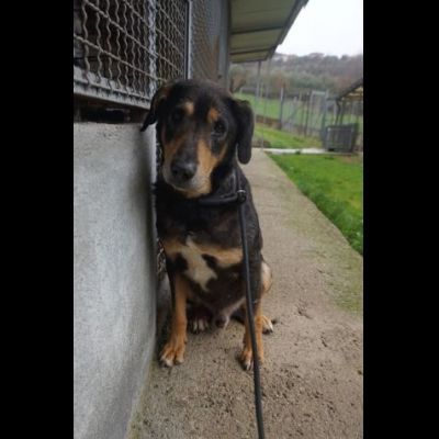 STILTON CERCA SALVEZZA CANE IN ADOZIONE