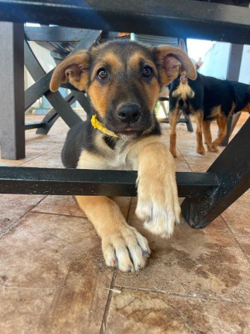 Regalo cucciola incrocio pastore tedesco - Foto 2