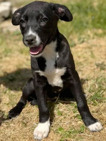 NOVA LA TENEREZZA CUCCIOLA IN ADOZIONE