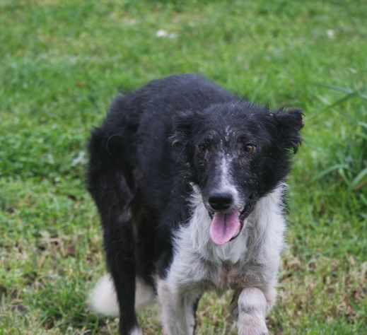 PATTY, quel che resta di un border collie - Foto 2