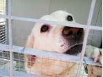 VASCO, splendido mix labrador in gabbia