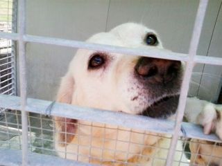 VASCO, splendido mix labrador in gabbia