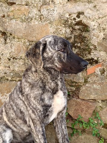 CUCCIOLONE IN ADOZIONE , vive in strada - Foto 2