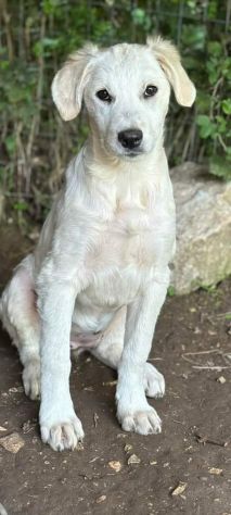 SALLY DELIZIOSA CUCCIOLA IN ADOZIONE
