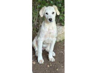 SALLY DELIZIOSA CUCCIOLA IN ADOZIONE