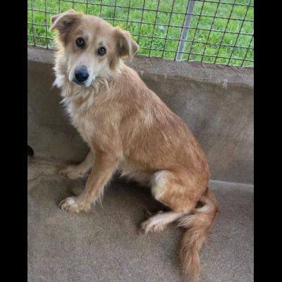 FENDI DOLCEZZA DA COCCOLARE CAGNOLINA IN ADOZIONE