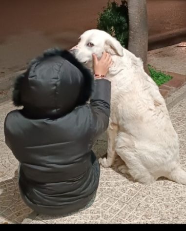 Maremmano anzianetto NN LO VOGLIONO+IN STRADA! CALABRIA - Foto 4