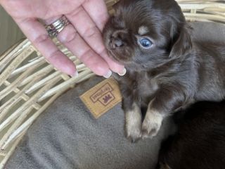 Cuccioli chihuahua