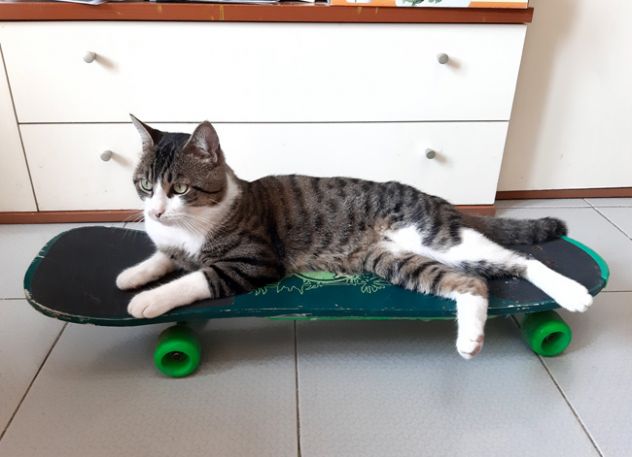Skateboard Decathlon SK 50 - Foto 4