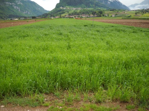 Terreno agricolo con irrigazione