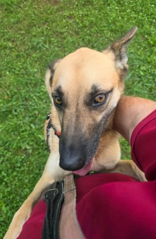 Simil pastorina 2anni ok gatti tg media salvata da 1lager BERGAMO - Foto 2