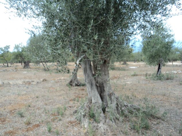 Albero di Ulivo - Foto 4
