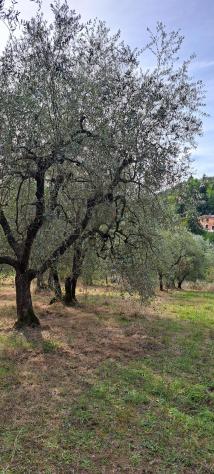 Terreno agricolo in vendita a Castelfranco di Sotto 5340 mq Rif: 1452784 - Foto 9