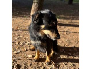 Tobia