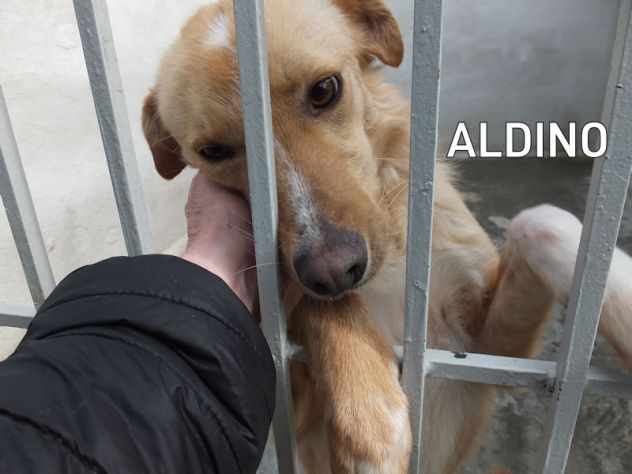 Aldino (taglia mediopiccola)