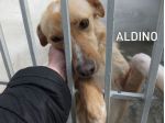 Aldino (taglia mediopiccola)