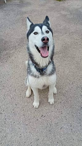 Aron husky - Foto 4