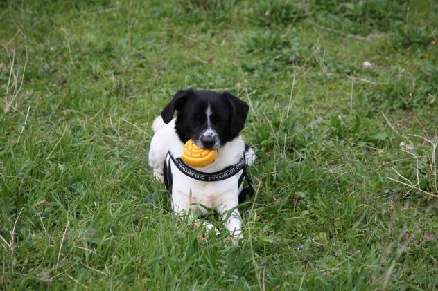 Se cerchi un amico sincero e fedele, devi adottare un cane e Pedro è tuo amico. - Foto 2