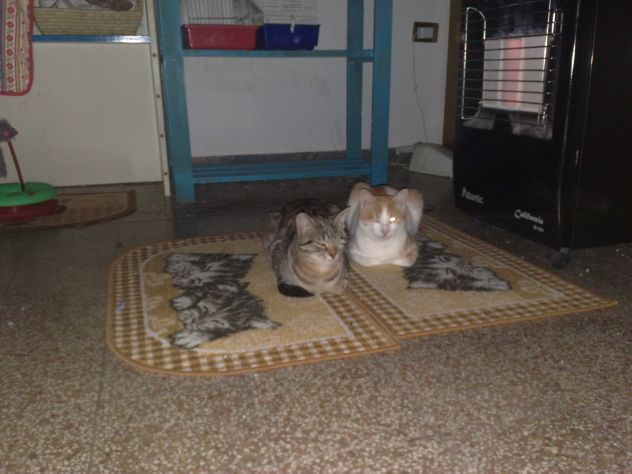 ANGEL E ANGELINA, due teneri micini - Foto 6