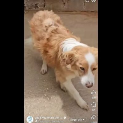 LILLO 15 KG DI TENEREZZA CAGNOLINO IN ADOZIONE - Foto 3