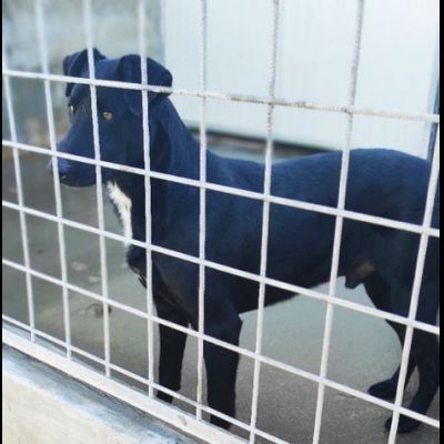 AARON EMPATICO E VITALE, CANE IN ADOZIONE. - Foto 6